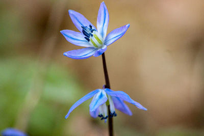 Close-up of purple flowering plant
