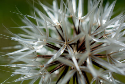 Close-up of white flower