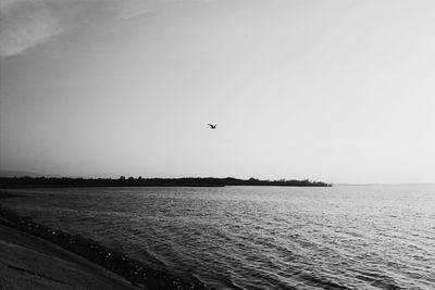 Birds flying over sea