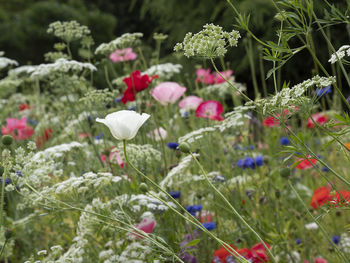 Close-up of white flowering plants