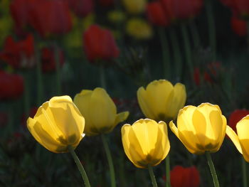 Close-up of yellow tulips