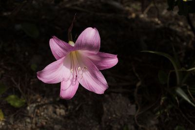 Close-up of pink crocus blooming outdoors