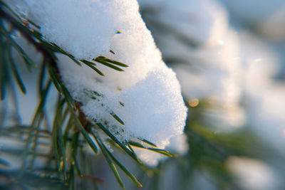 Close-up of frozen plant