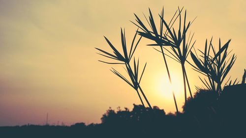 Close-up of silhouette plants against orange sky