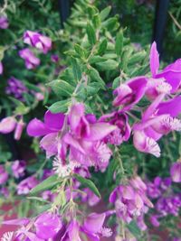 Close-up of pink flowering plant leaves