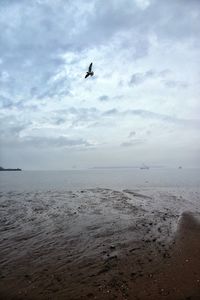 Birds flying over beach against sky