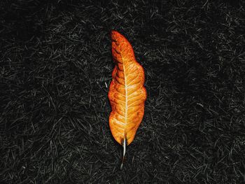 Close-up of leaf against black background