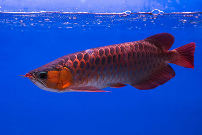 Close-up of fish swimming in sea