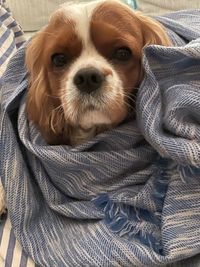 Close-up portrait of a dog