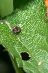 Close-up of spider on leaf