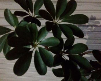 Close-up of plant