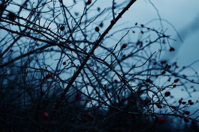 Close-up of bare tree branches against sky