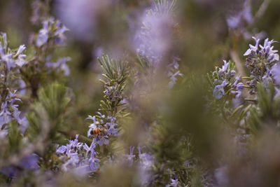 Close-up of purple flowering plants