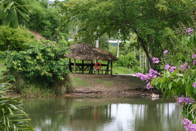 Plants growing in pond