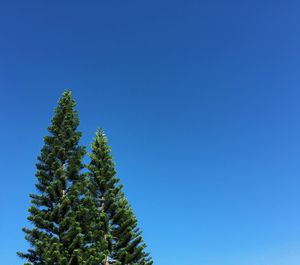 Low angle view of trees against clear blue sky