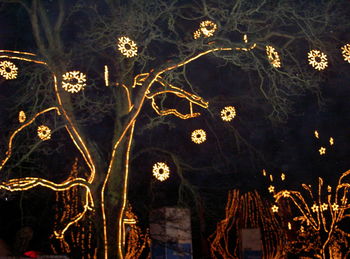 Close-up of tree at night