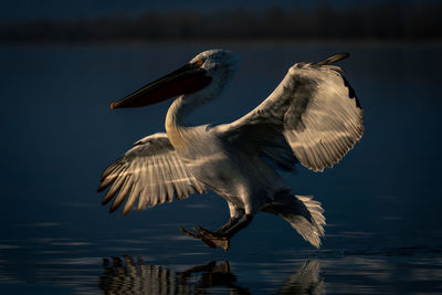 Close-up of pelican