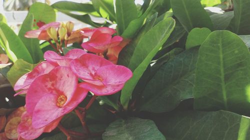 Close-up of pink flowers blooming outdoors