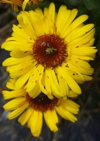 Macro shot of yellow flower