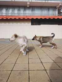 Dogs on tiled floor