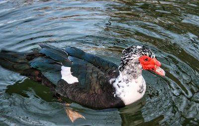 High angle view of duck swimming in lake