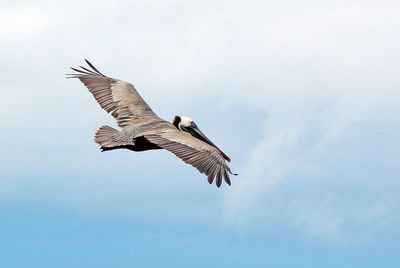 Low angle view of pelican flying in sky