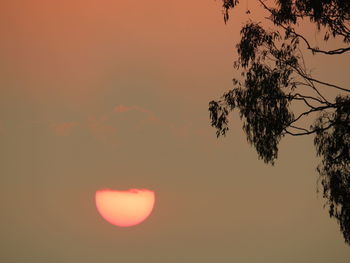 Low angle view of silhouette tree against orange sky