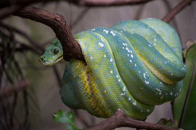 Close-up of lizard