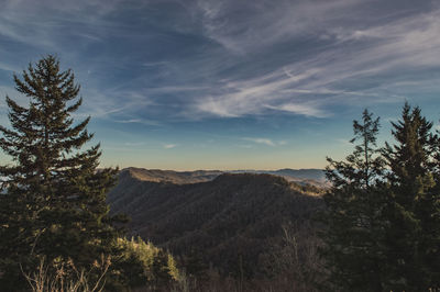 Scenic view of pine trees against sky