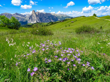 Alpine flowers flourish in the strong summers sunshine on the hi