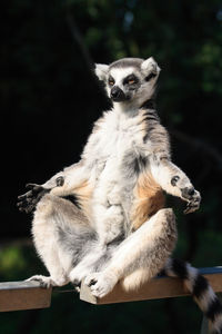 Close-up of an animal sitting on wood