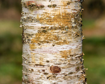 Close-up of tree trunk