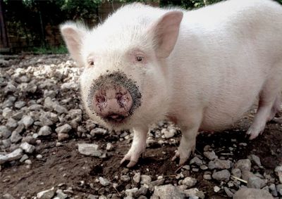 Close-up of a baby pig