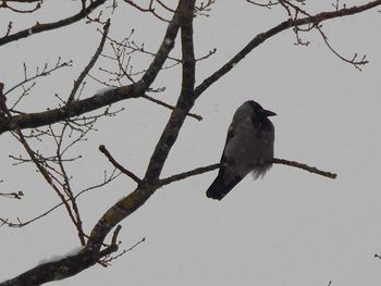 Low angle view of birds perching on branch