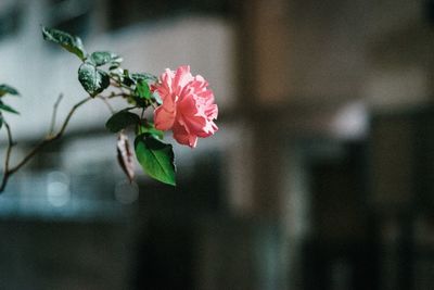 Close-up of pink rose