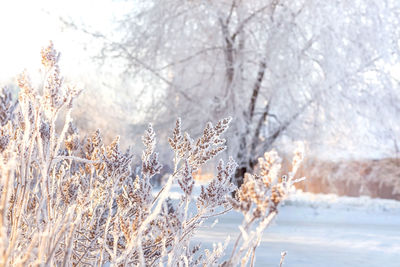 Beautiful snow-covered winter landscape. shrub in frost on the background of the setting winter sun. 