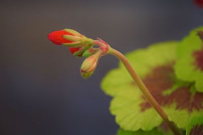 Close-up of red rose flower