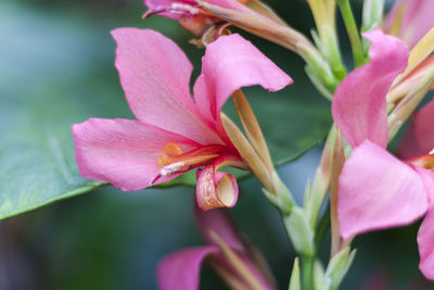 Close-up of pink day lily blooming outdoors