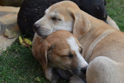 Close-up of puppies sleeping