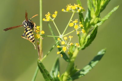 Close-up of insect on plant