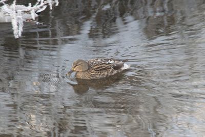 Duck swimming in lake