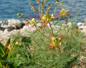 Close-up of flowering plants by sea