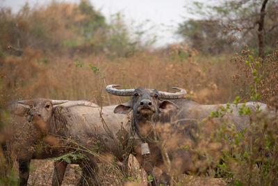 Portrait of sheep on field