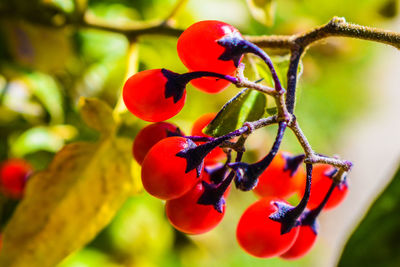 Close-up of red berries growing on tree