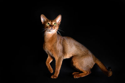 Portrait of cat against black background