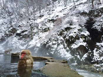 Snow monkeys bathing in hot spring