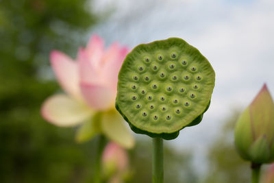 Close-up of pink lotus water lily