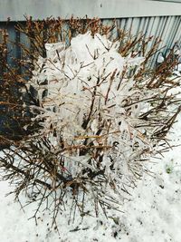 Close-up of plants in winter