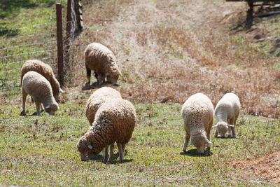 Sheep grazing in a field