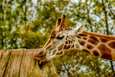 Close-up of giraffe